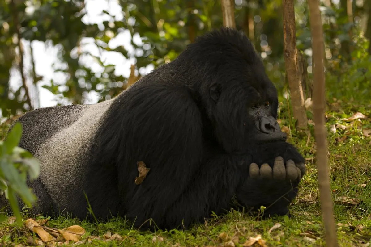 3Days Rwanda gorilla trek